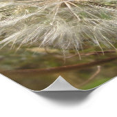 Milkweed Seed Pod Macro Poster (Hoek)