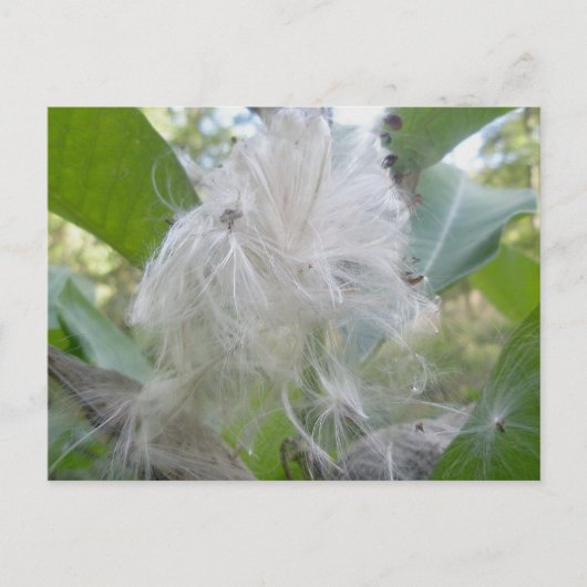 Milkweed Seeds Briefkaart (Voorkant)