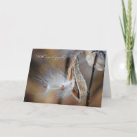 Milkweed Sympathie