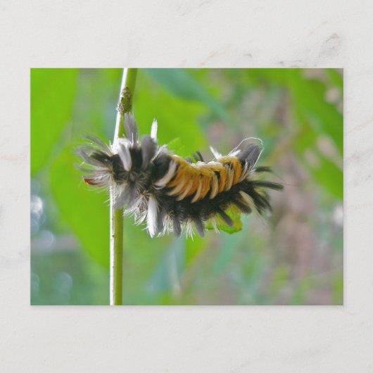 Milkweed Tussock Moth Caterstyle Items Briefkaart (Voorkant)