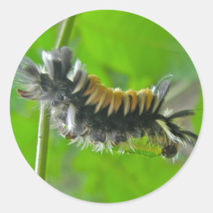 Milkweed Tussock Moth Caterstyle Items Ronde Sticker