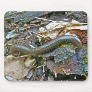 Millipede (Narceus americanus) Mousepad Muismat