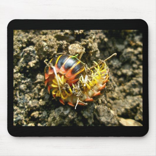 Millipede Polydesmida (Sigmoria aberrans) Muismat (Voorkant)