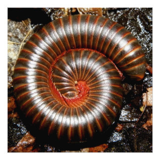 Millipede Spiral Foto Afdruk