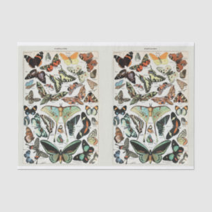 Millot, Butterflies & Moths, Decoupage Tissuepapier