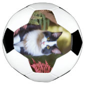 Milly Le Chat De Ragdoll, Soccerball (Tourné)