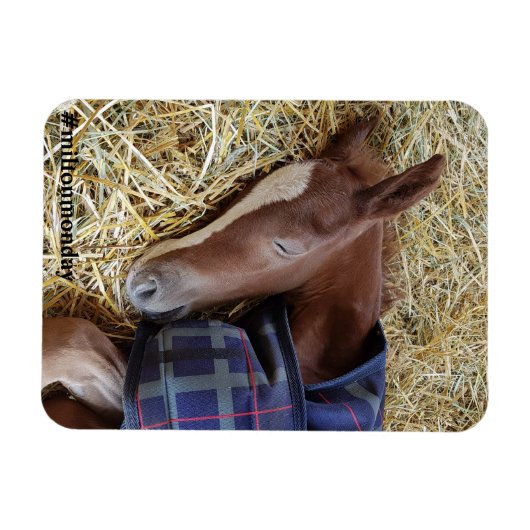 Milton Maandag Magnet Magneet (Horizontaal)