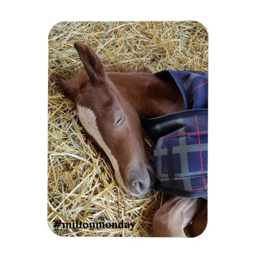 Milton Maandag Magnet Magneet (Verticaal)