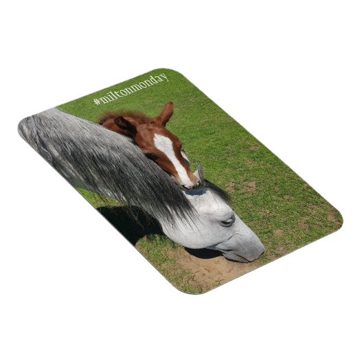 Milton Monday Magnet (Côté Droit)