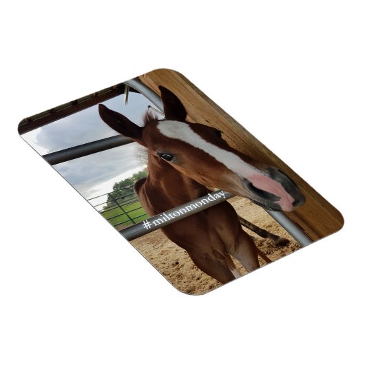 Milton Monday Magnet (Côté Droit)