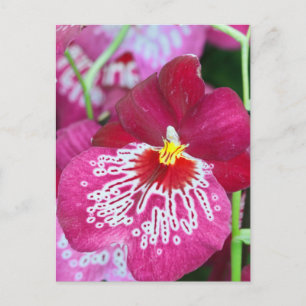 Miltonia orchidebloem briefkaart