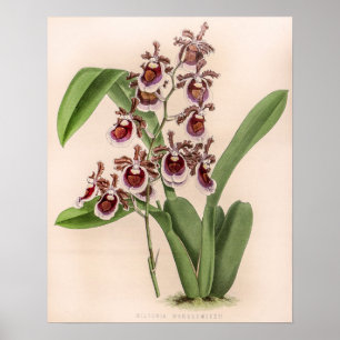 Miltonia Orchidee Flower Poster