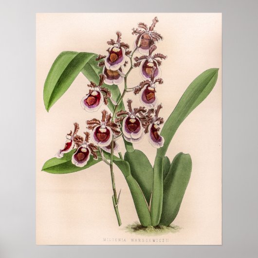  Miltonia Orchidee Flower Poster (Voorkant)