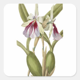 Miltonia Spectabilis orchid botanical sticker