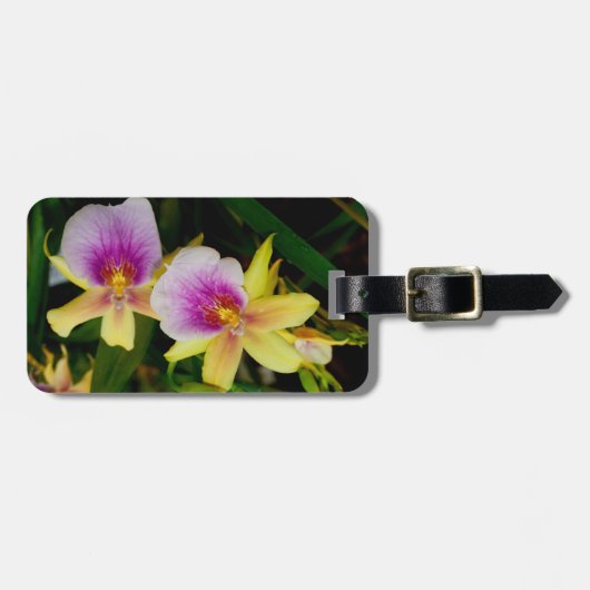 Miltonia Sunset Bagagelabel (Voorkant horizontaal)