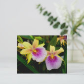 Miltonia Sunset Briefkaart (Staand voorkant)