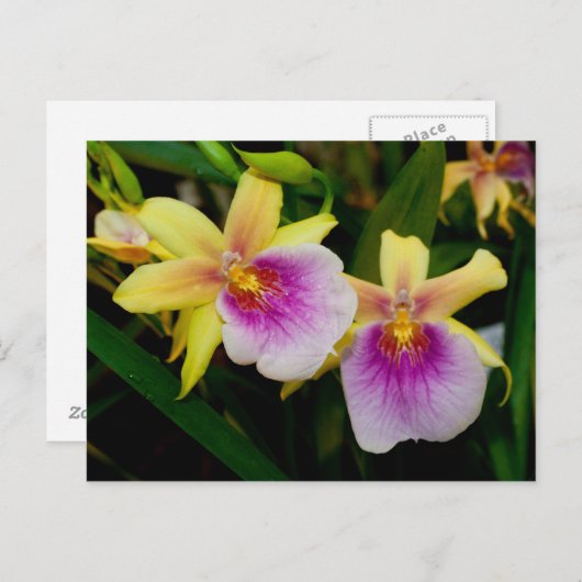 Miltonia Sunset Briefkaart (Voorkant / Achterkant)