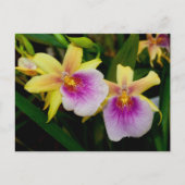 Miltonia Sunset Briefkaart (Voorkant)