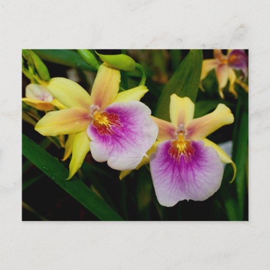 Miltonia Sunset Briefkaart (Voorkant)