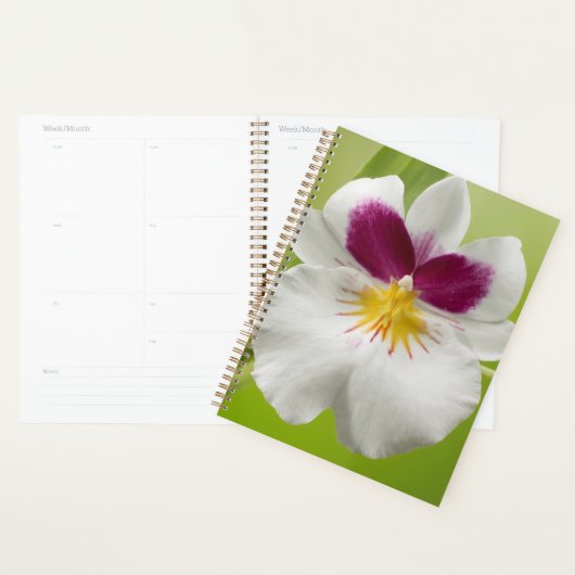 Miltoniopsis Roezlii (Orchidées de Pansy) (Devant avec enveloppe)