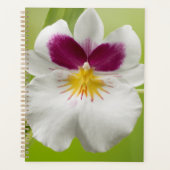 Miltoniopsis Roezlii (Orchidées de Pansy) (Devant)