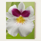 Miltoniopsis Roezlii (Orchidées de Pansy) (Dos)