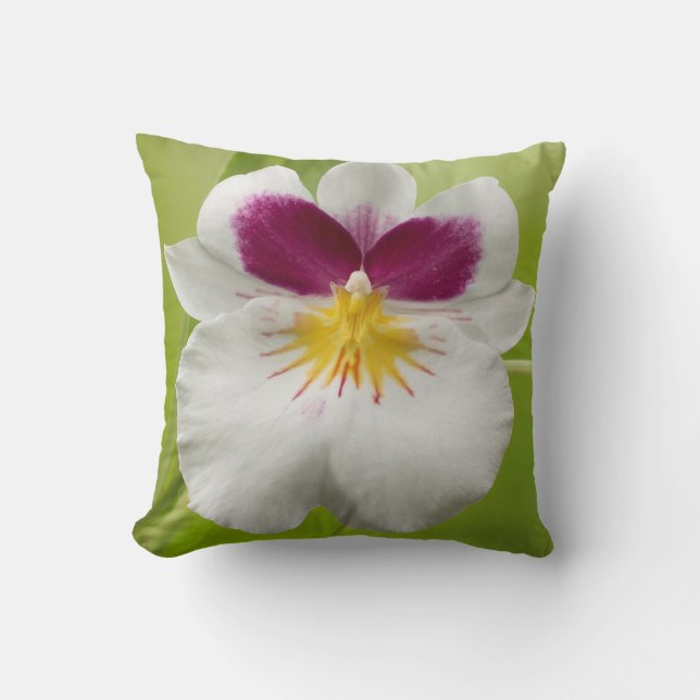 Miltoniopsis Roezlii (Pansy Orchids) Kussen (Voorkant)