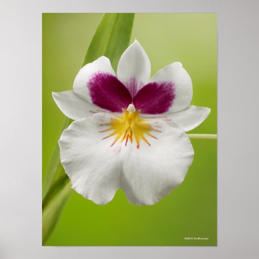 Miltoniopsis Roezlii (Pansy Orchids) Poster (Voorkant)