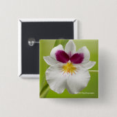 Miltoniopsis Roezlii (Pansy Orchids) Vierkante Button 5,1 Cm (Voorkant /achterkant)