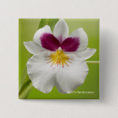 Miltoniopsis Roezlii (Pansy Orchids) Vierkante Button 5,1 Cm (Voorkant)