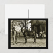 Milwaukee Mule en Farmer  Briefkaart (Voorkant / Achterkant)