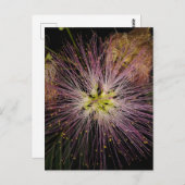 Mimosa Bloed Briefkaart (Voorkant / Achterkant)