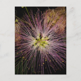 Mimosa Bloed Briefkaart