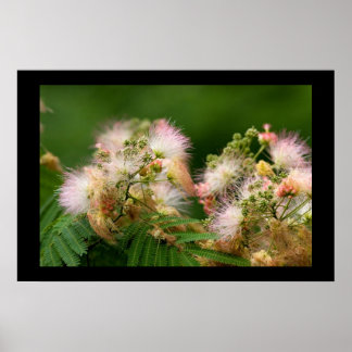 Mimosa Blossom Poster