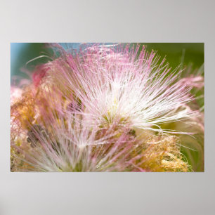 Mimosa Blossom Poster