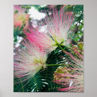 Mimosa Boom Bloemen Poster