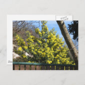 Mimosa-boom Briefkaart (Voorkant / Achterkant)