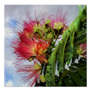 Mimosa-boom met roze bloemen Poster Perfect Poster