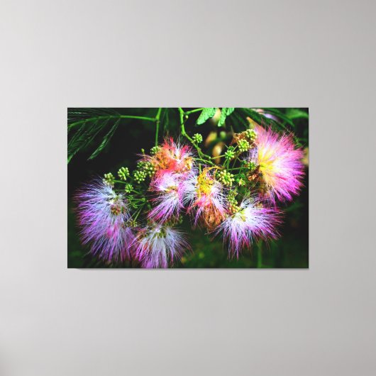 Mimosa boombloesems canvas afdruk (Voorkant)