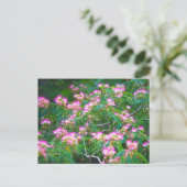 Mimosa Tree Briefkaart (Staand voorkant)