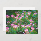 Mimosa Tree Briefkaart (Voorkant / Achterkant)