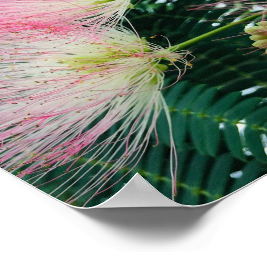 Mimosa Tree Flowers Poster (Hoek)