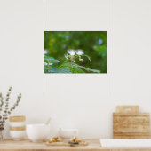 Mimosa Tree Flowers Poster (Keuken)
