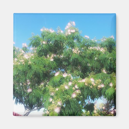 Mimosa Tree Magnet Magneet (Voorkant)