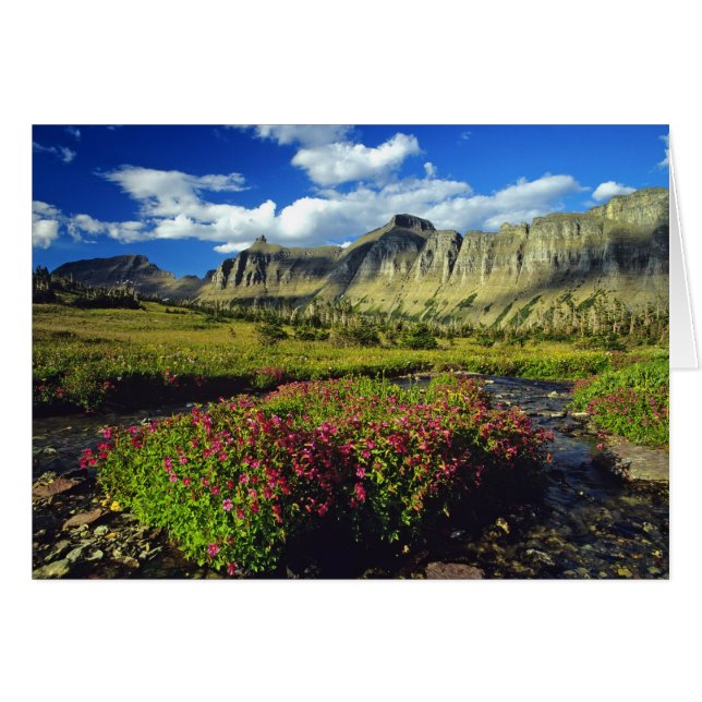 Mimulus de Logan Pass dans le parc national de Gla (Devant horizontal)