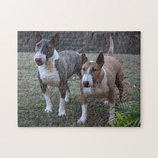 Minature Bull Terriers Legpuzzel (Horizontaal)