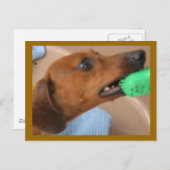 Minature Dachshund Briefkaart (Voorkant / Achterkant)