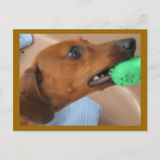 Minature Dachshund Briefkaart