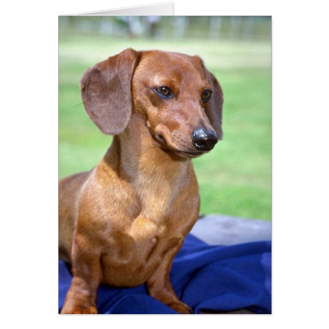 Minature Smooth Dachshund (Voorkant)