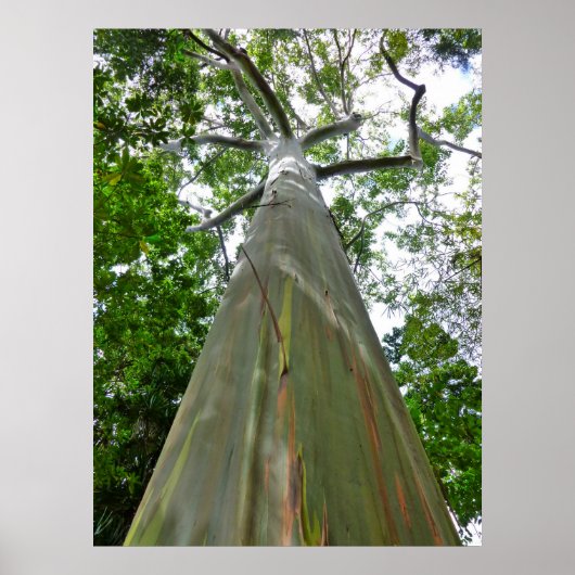 Mindanao Gum Tree Poster (Voorkant)
